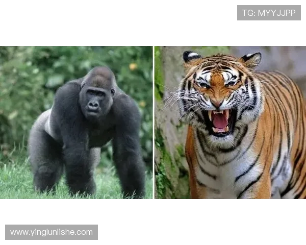 王者荣耀专题深度解析BLG战队近期状态与表现亮点 王者荣耀专题深度解析BLG战队近期状态与表现亮点